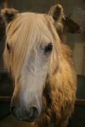 På Bergen Museum står en hest