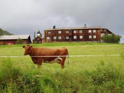 Kongeleg utedo-grubling