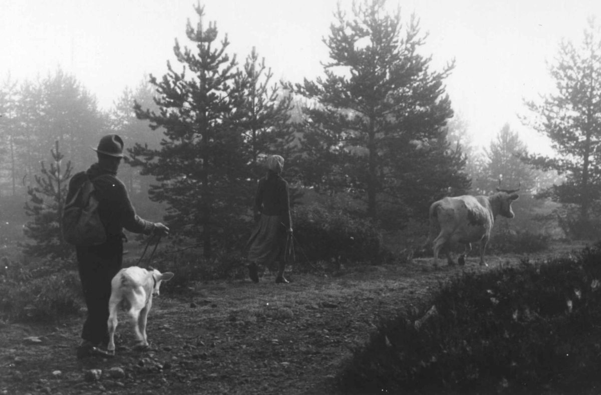 Mann og kvinne følger ku med kalv på en vei gjennom skogen.