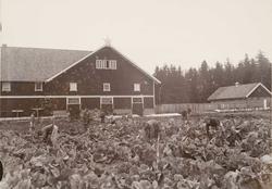 Åker og jordbruksdrift på Bastøy skolehjem, Bastøya, ca. 190
