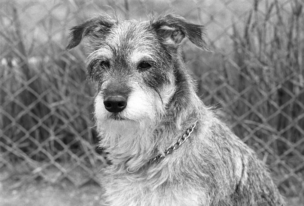 Hund, en Fox terrier, i luftegård på Standal Hundepensjonat i Hakadal, 10. august 1968.