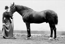 Portrett, hest, hingst. Fru Olga Gallus.