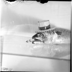 Kristiansand S., 22.05.1954, makrellfiske, makrell i festant