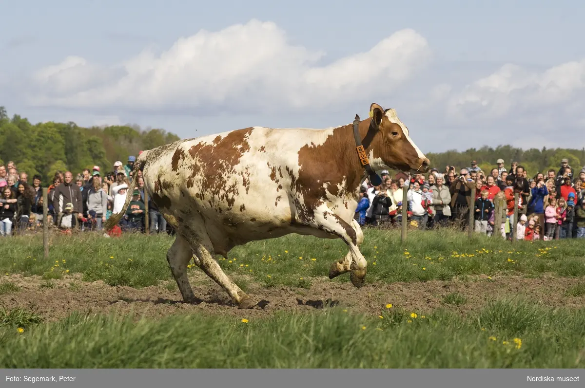 Kor, kosläpp, korna släpps ut på  bete, Julita gård, maj, 2009. 