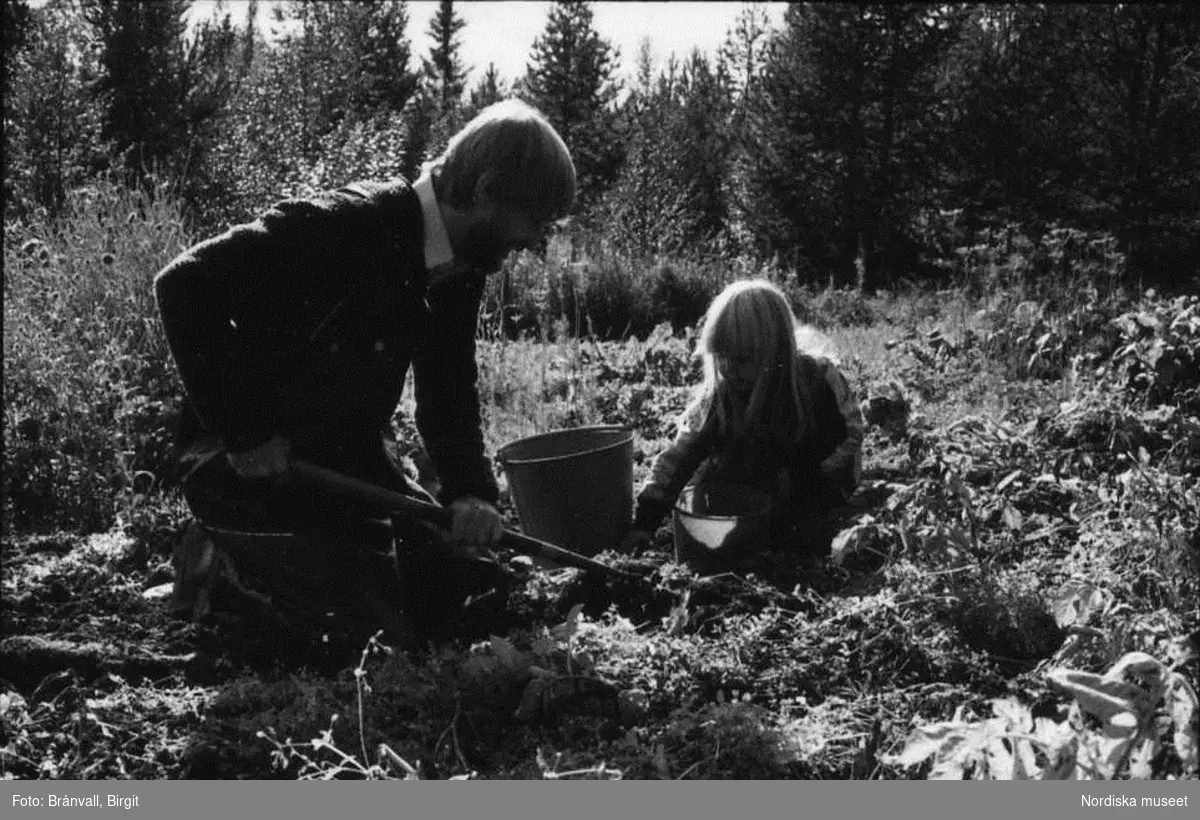 Storuman 1984. Potatisupptagning. Älgjakt. Dokumentation i samband med filminspelning "Med kroppen i tärorten och själen i naturen".