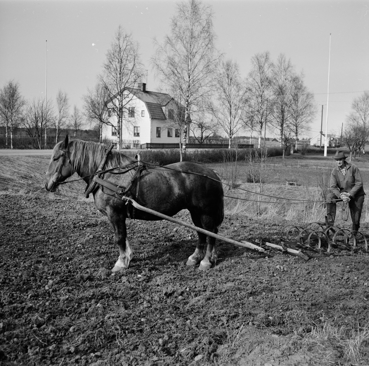 Jordbrukare Gunnar Jansson och ardennerstoet Tanja framför harven, Sjukarby, Tolfta