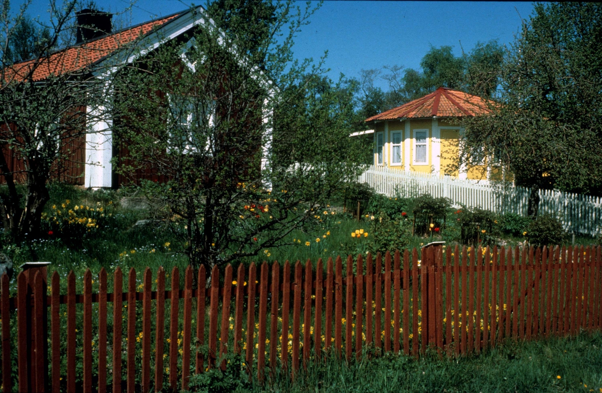 Gårdsmiljö med blommande tulpaner och påskliljor, Furusund, Blidö socken, Uppland 1986