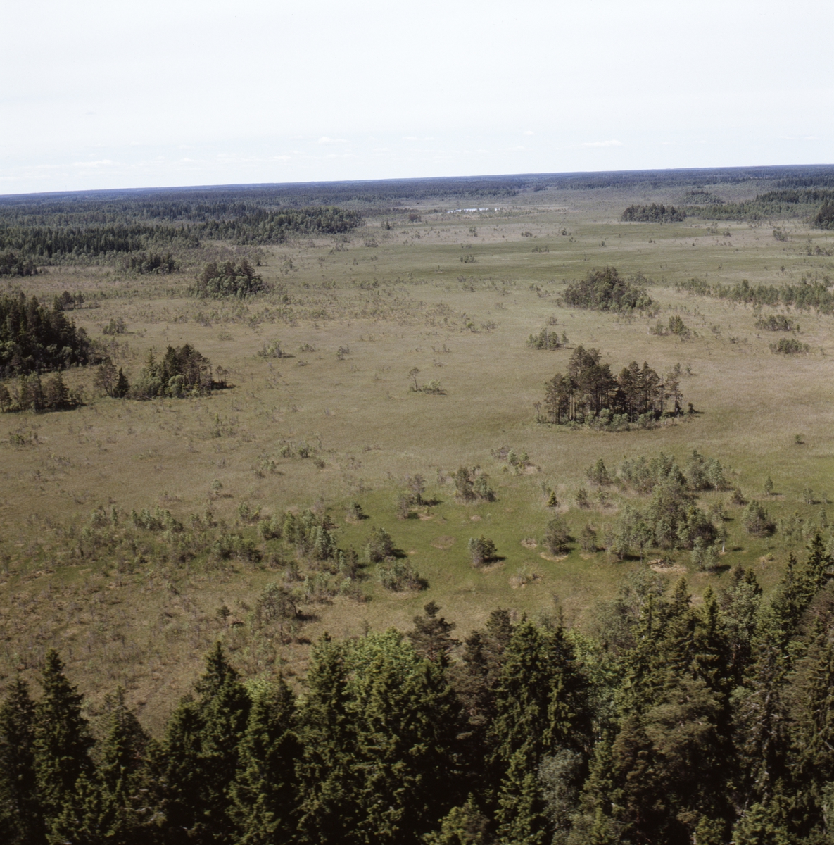 Vy över Stenstamon mossmark och Florarna myrmark, Uppland, juni 1989 ...