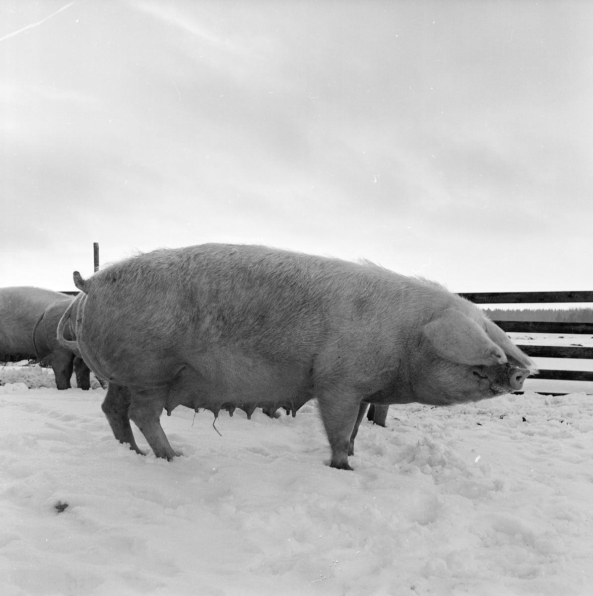 Pharmacia - svin i inhägnad, sannolikt Uppsala, februari 1962