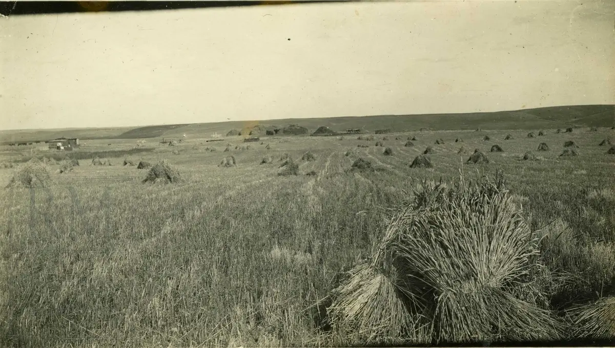 Kornåker med kornband i hauger på prærien i USA. 