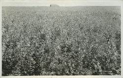 Alfalfaåker - Buenos Aires.