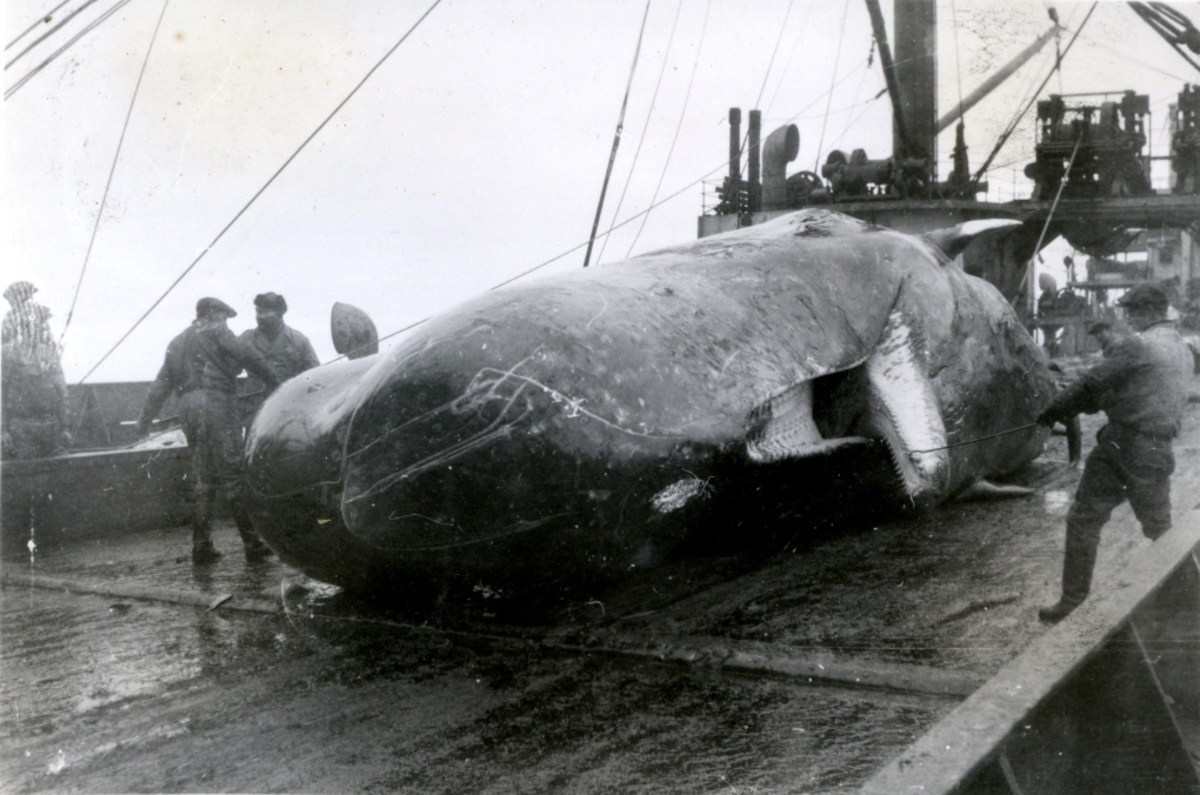 Spermhval. - Ombord i Fl/K ' Vestfold' (b. 1931, Furness Shipbuilding ...