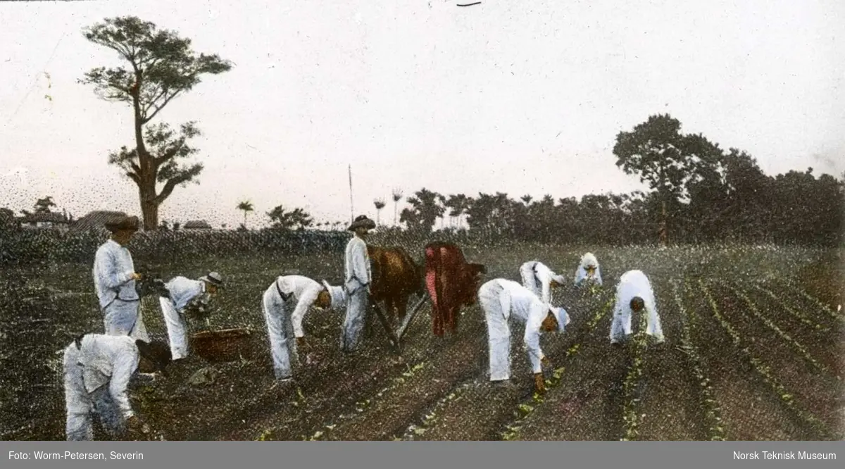 En gruppe menn pløyer og planting