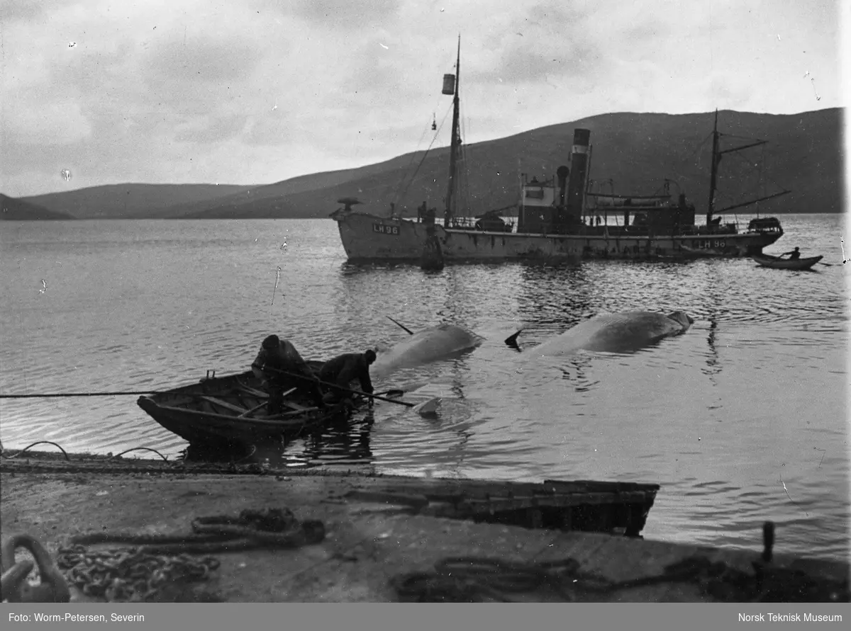 Olna Station i Olnafirth på Shetland, tilhørende Olna Whaling Co. (Chr. Salvesens & Co). Ilandtrekking av hval fra fangstbåt, sommeren 1906.