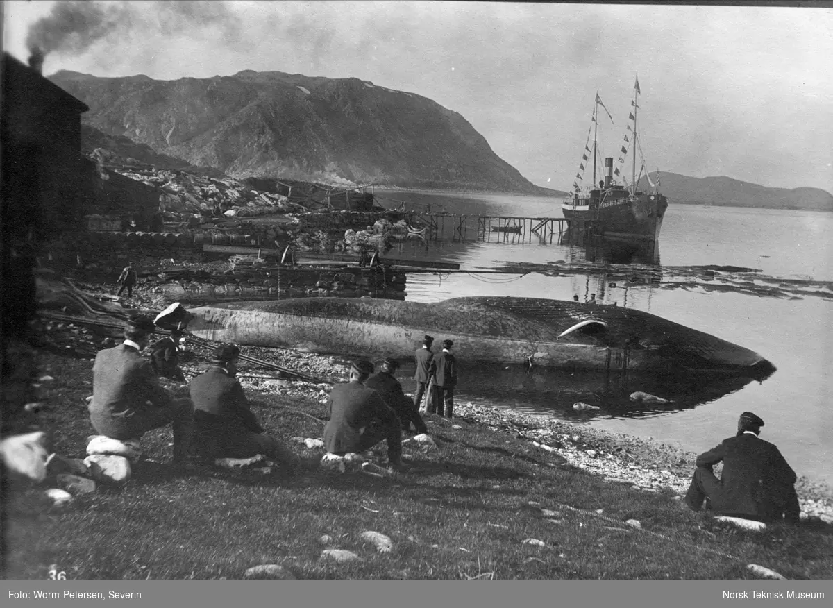 En gruppe menn sitter nede ved sjøen og ser på en hval. Studentenes første Finmarksferd 17-28. juli 1902: Ingebrigtsens hvalfangerstasjon, Rolfsøy