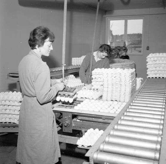 Leverans av ägg från Äggcentralen, Uddevalla, i mars 1959
