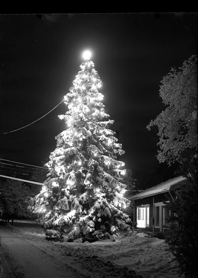 Enligt fotografens noteringar: "Julgran vid elektrisk belysning på kvällen."
