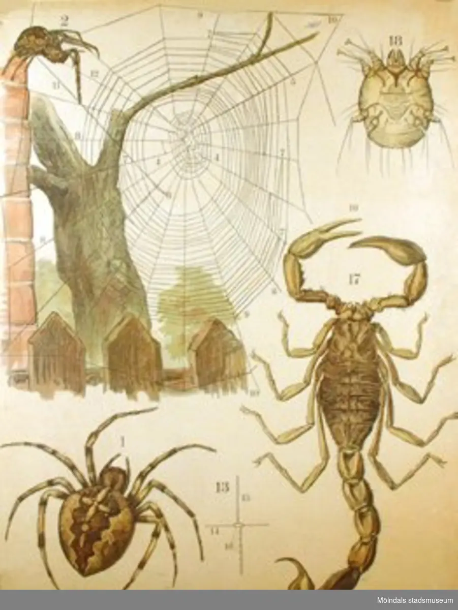 Biologi.Korsspindel, skabbdjur, skorpion.