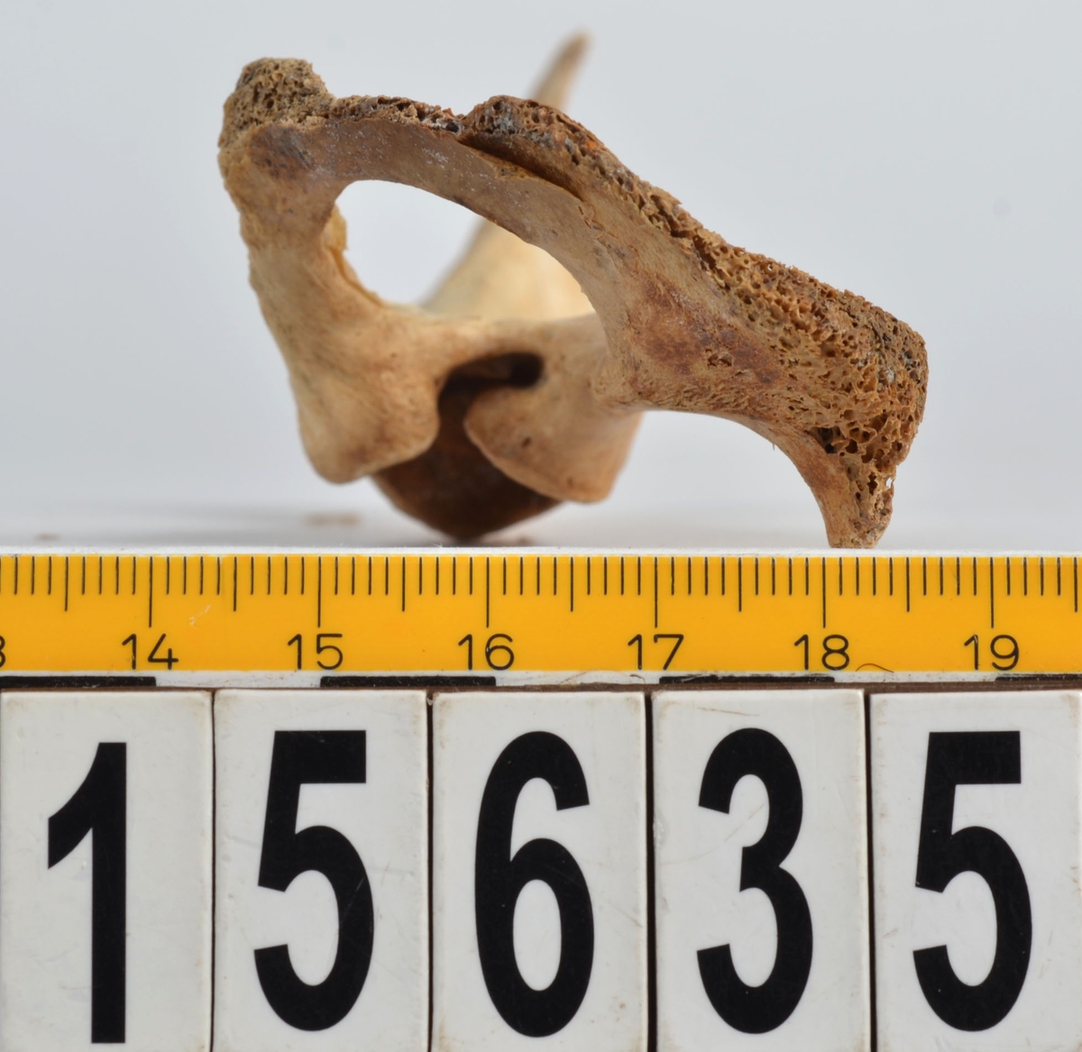 Ben från får/get (Ovis aries/Capra hircus.
1 st. halskota (vertebrae cervicale).
3 st. bröstkotor (vertebrae thoracale).
1 st. ledyta till strålben (epifys av radius).
1 st. skulderblad (scapula).
1 st. del av bäckenben (pelvis).
22 st. delar av revben (costae).
3 st. fragment av revben (costae) från unga djur.
2 st. ledytor till kotkroppar (vertebrae) från unga djur.