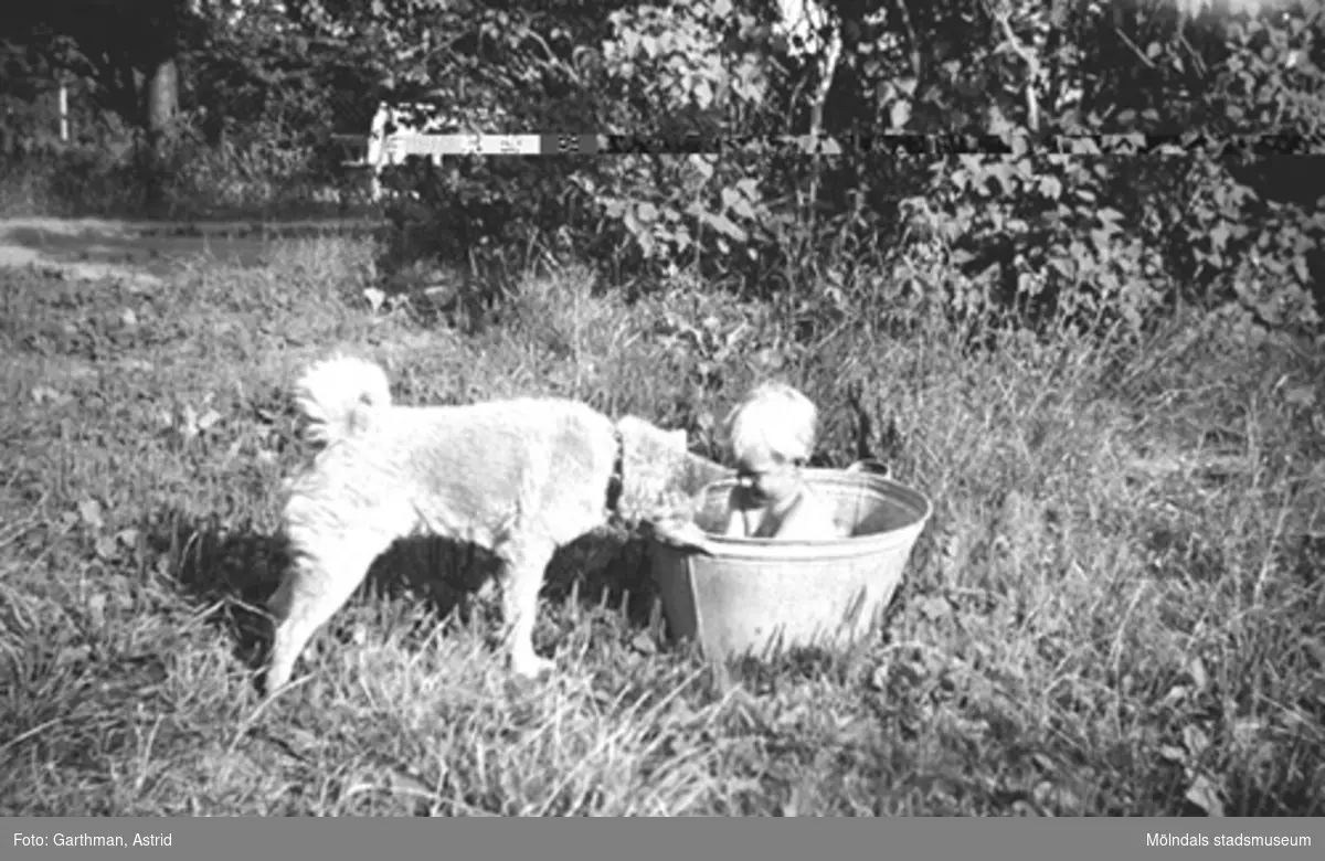 "Hunden Moberg 2 är intresserad av vad som finns i baljan jag (Alf Garthman) sitter i". Barnhemsgatan 21, 1950-tal. Alf arbetade i många år på Mölndals stadsmuseum.