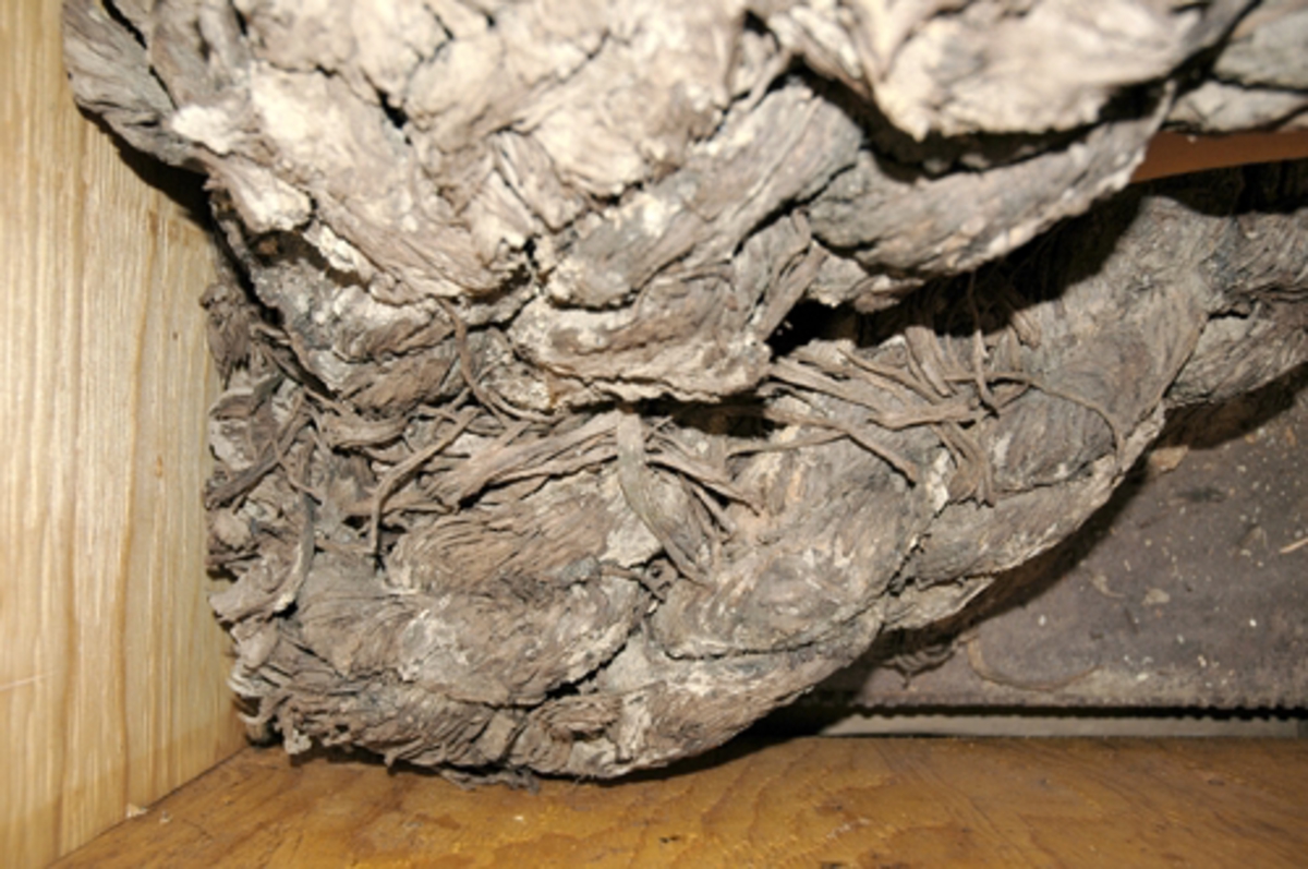 Ankarkabel. Tvärsnitt av Vasas ankarkabel i mycket dåligt, torrt och skört skick. Större delen av ankarkabeln har upplösts och bildar en oformlig klump.