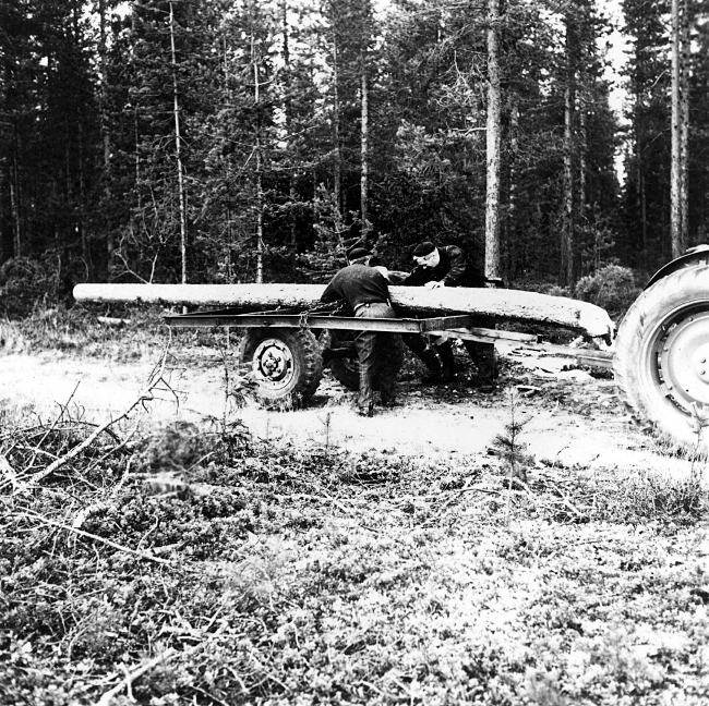 Neg nr 24. Költallen lägges på traktorsläp för hemtransport. Foto 6.10 (1962).