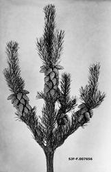 «Abnorm konglesetning, Trysil, høsten 1949»