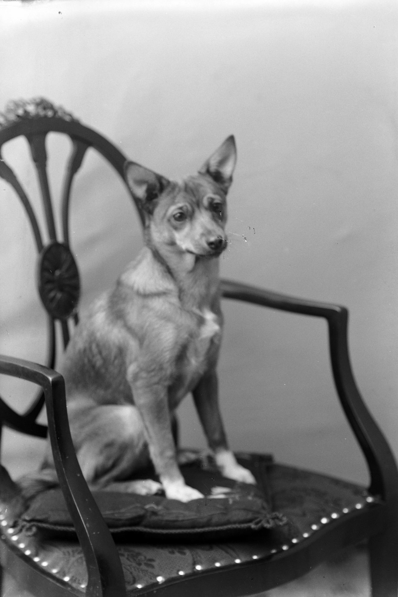 Studioportrett av en hund på en stol.