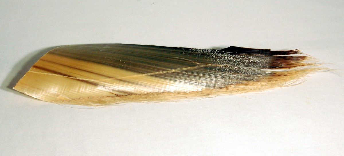 Vifteformet blad av celluloidlignandes materiale med buster