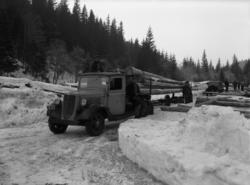 Lastebil som transporterer tømmer, og menn fotografert. Muli
