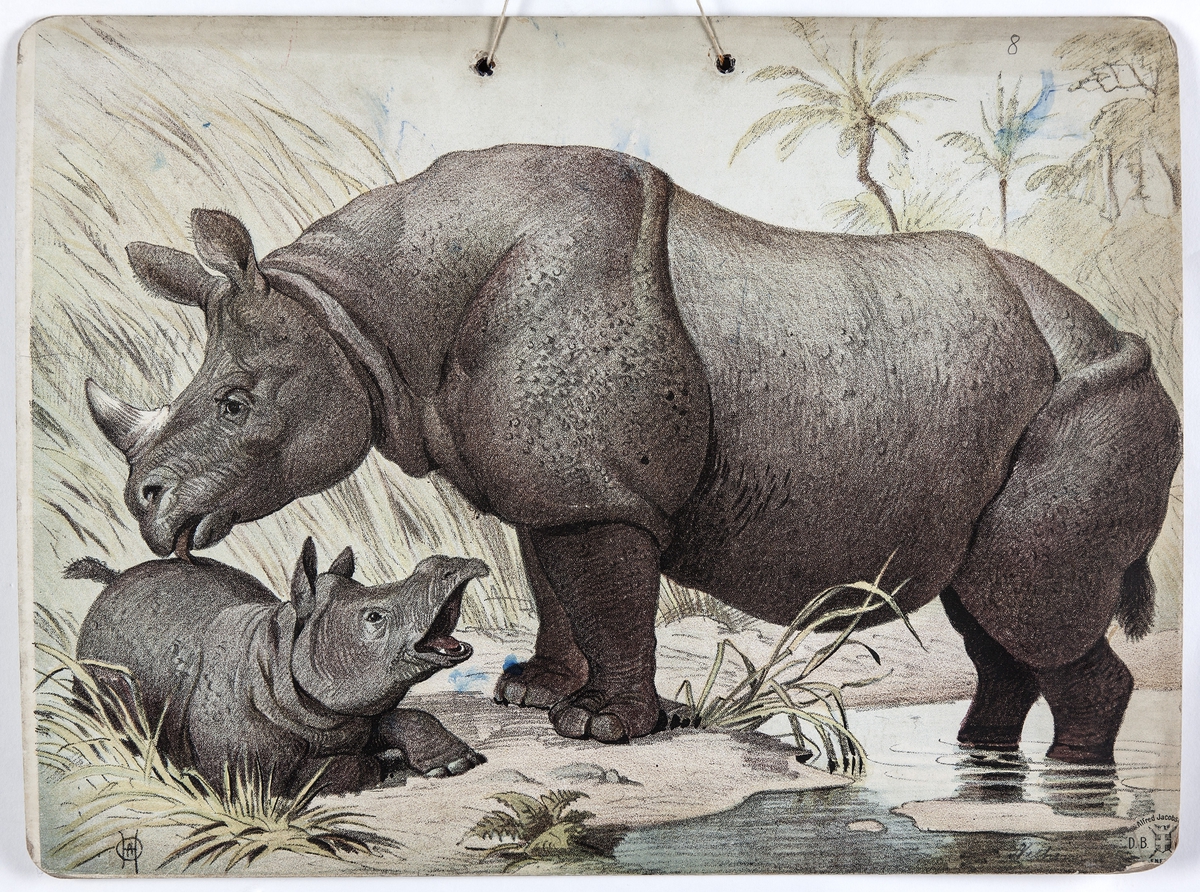 Skoleplansje, naturfag. Illustrert på begge sider, forestiller elefant med unge (nr. 104) og neshorn med unge.