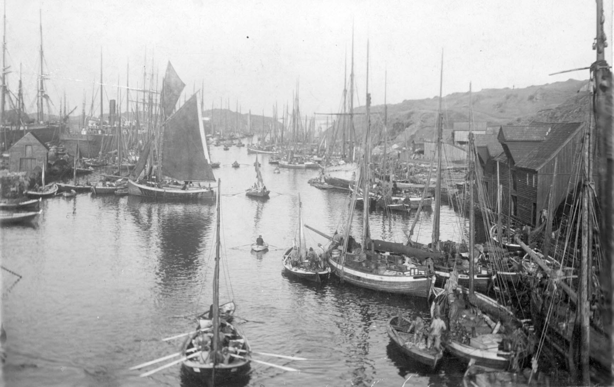 Vårsildfiske før 1900 - I bakgrunnen til venstre ligger damskipet Harald (tilhørende H.O Sundfør) sammen med større seilskute i dokk på Haugeverven. Yrende virksomhet i Haugesjøen. Større og mindre båter ligger fortøyd oppetter sundet. Noen er på veg ut (eller inn) , andre jobber ombord i båtene og det er tydelig at det er midt i fiskesesongen.