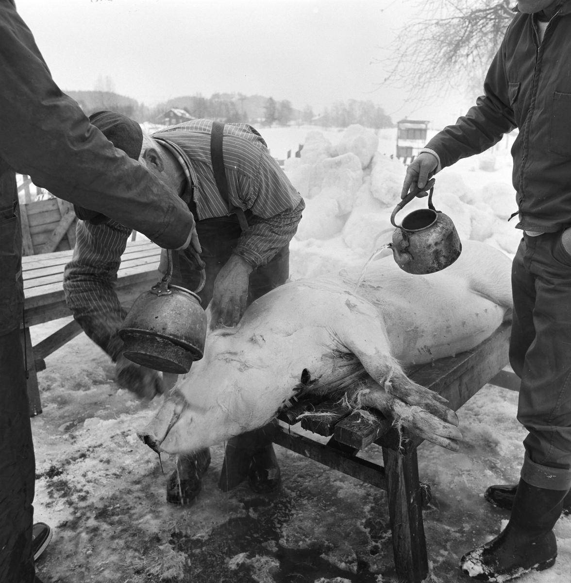 Dokumentasjon av griseslakting i 1977, på Lunde i Gaupen, Ringsaker. Bygdeslakter Johs. Rosenborg.Slaktebenk, skølling