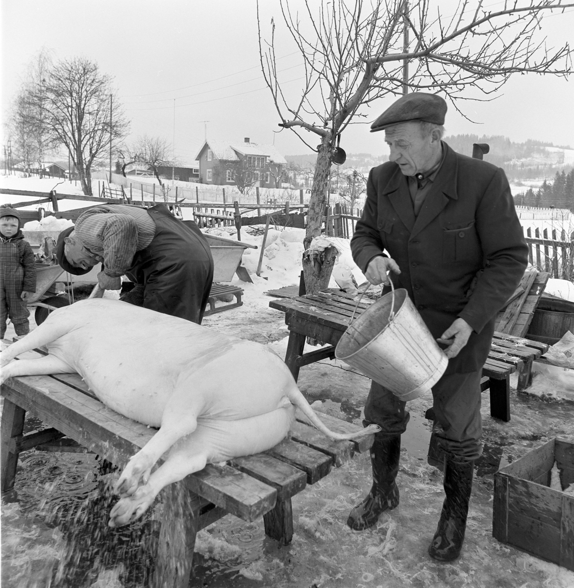 Dokumentasjon av griseslakting i 1977, på Lunde i Gaupen, Ringsaker. Bygdeslakter. Bygdeslakter Johs. Rosenborg. Kaldt vann helles på for å kjøle ned grisen før oppdeling.