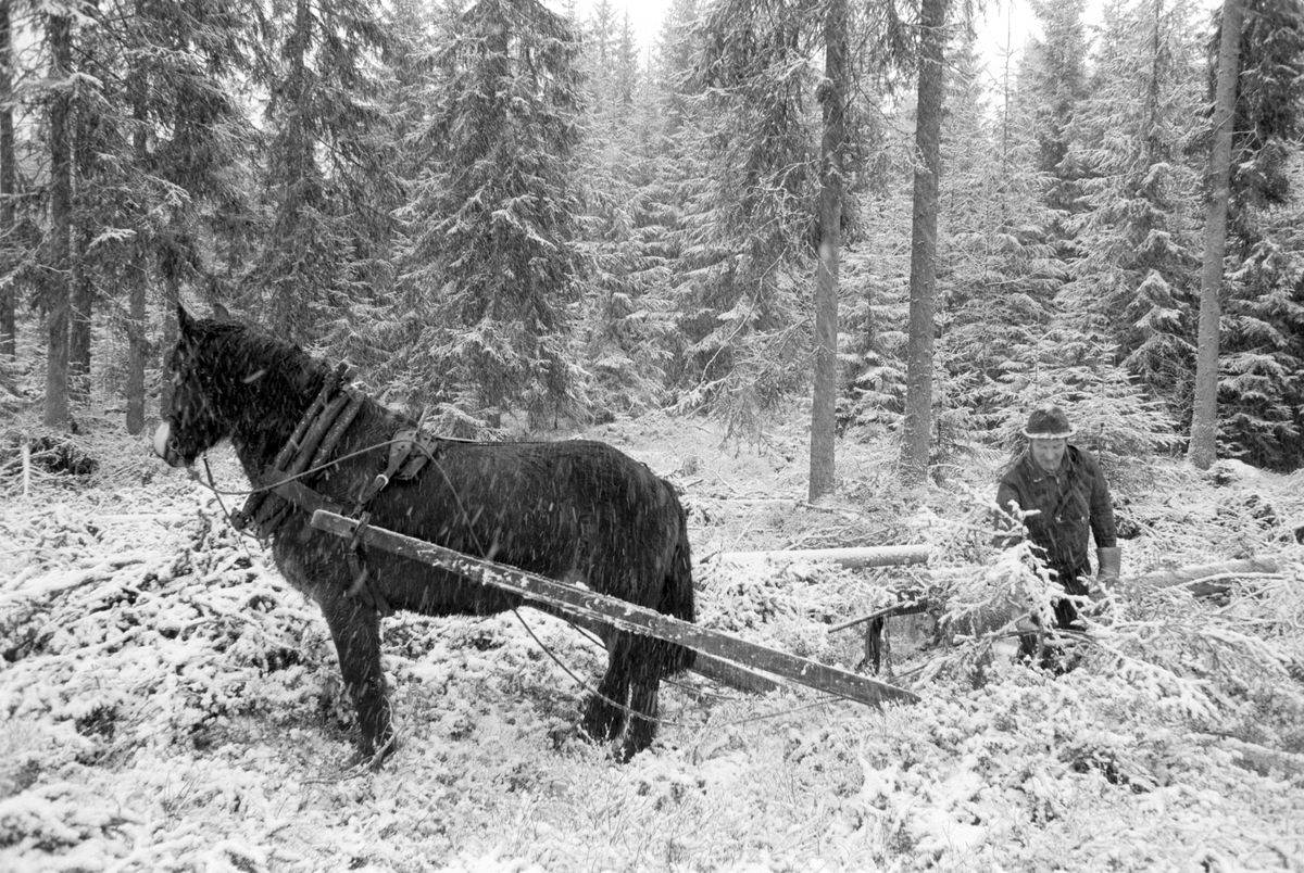 Skogsarbeid, hesteredskap, tømmerkjøring med hest, vinter, snøvær. Dagsåsen i Grue.  Leif Skasberg  kjører tømmer i teigen til Tvengsberg.