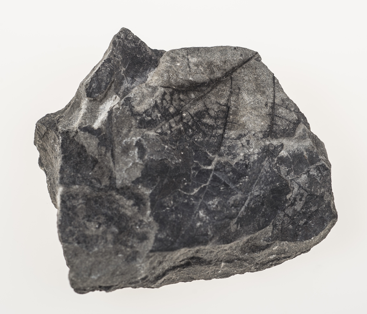 Femkantet stein med fossilert bladavtrykk på en side.