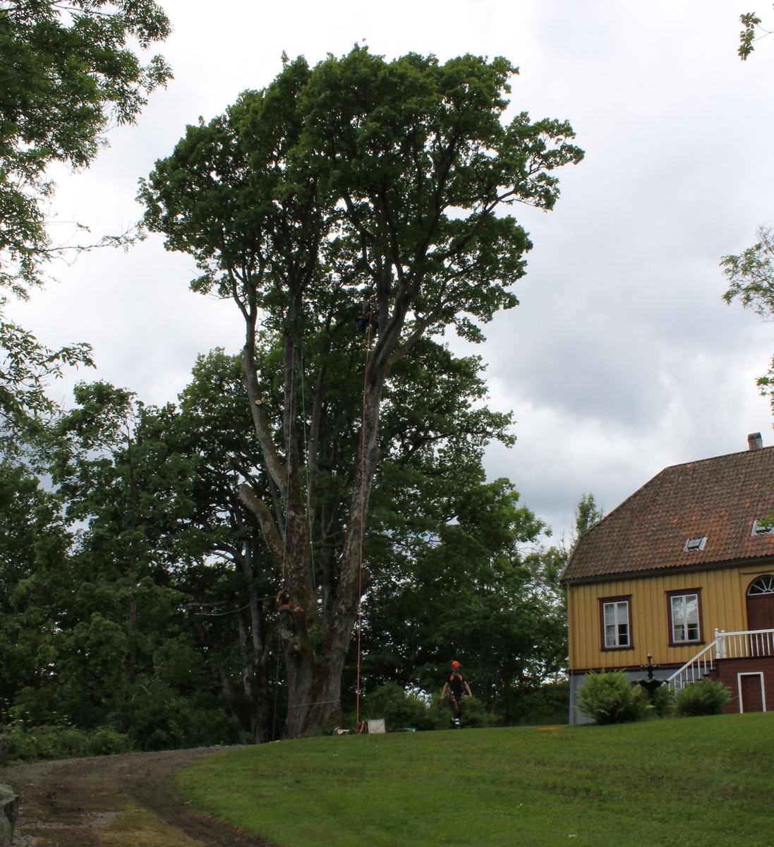 Både en av eikene og ikasiatrærne trengte å bli trimmet. Her er Jøstein Aarø i gang med å trimme en av eikene rundt grusgangen ved fontenen på Berg. En stor grein datt nedfra eika og det viste seg at treet kunne reddes.