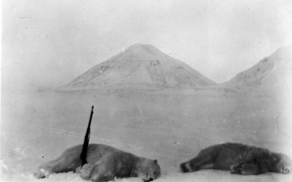 Isbjørnjakt, 2 døde isbjørner på isen. 1 gevær ved bjørnene.