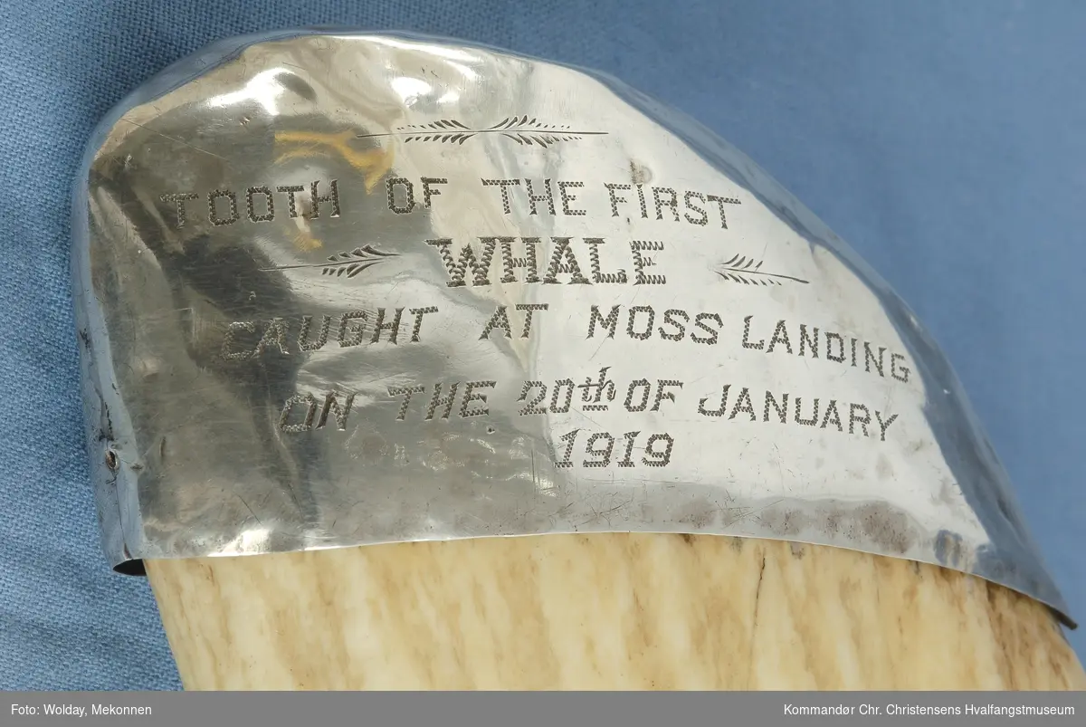 Stor hvaltann med sølvmontering og inngravert minnepåskrift