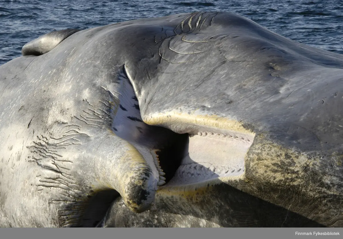 En 10 meter lang spermhval rak på land i mellom Vadsø og Kiby 11.3.2009. Hvalen var nylig død, ingen vet dødsårsaken. Den bar ingen synlige tegn på ytre skader. Noen dager etter ble spermhvalen fjernet av kystvakten