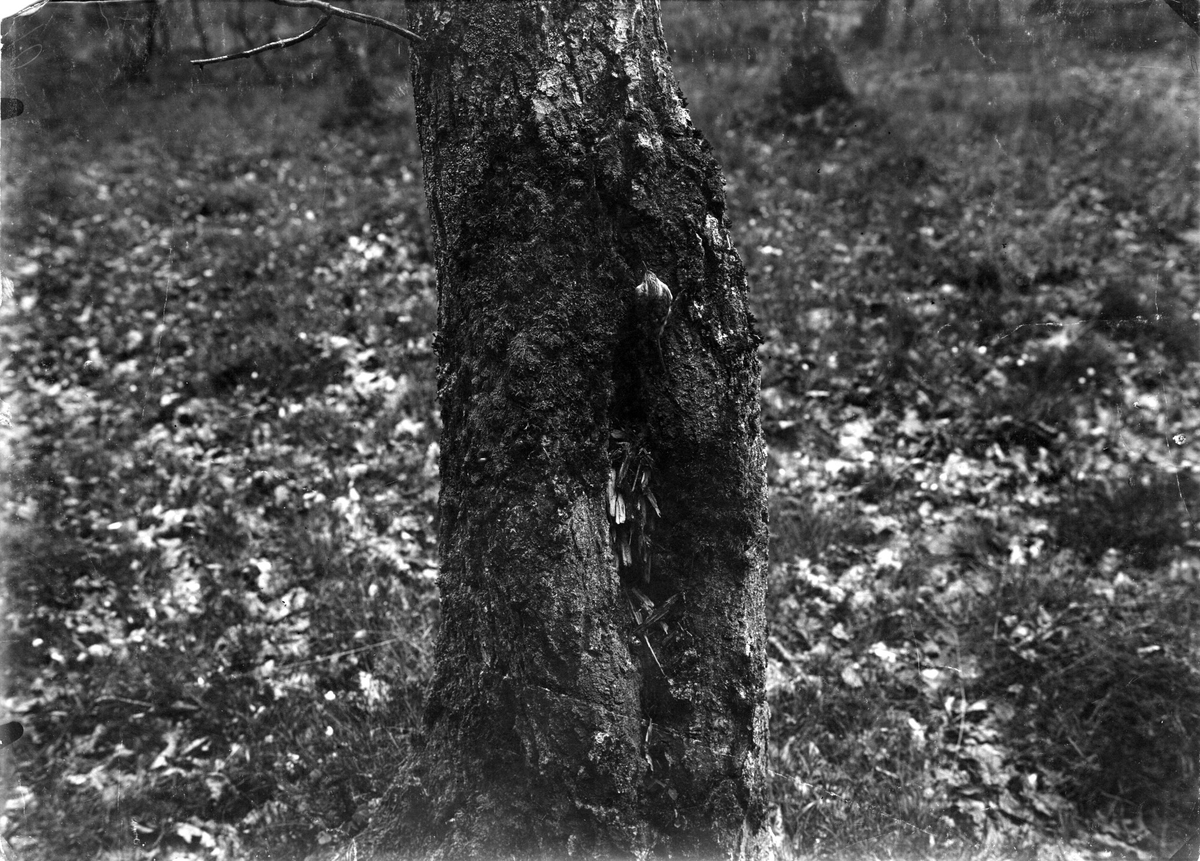 Trädkrypare, Certhia f. familiaris, utanför sitt bo, 24 Maj 1908.