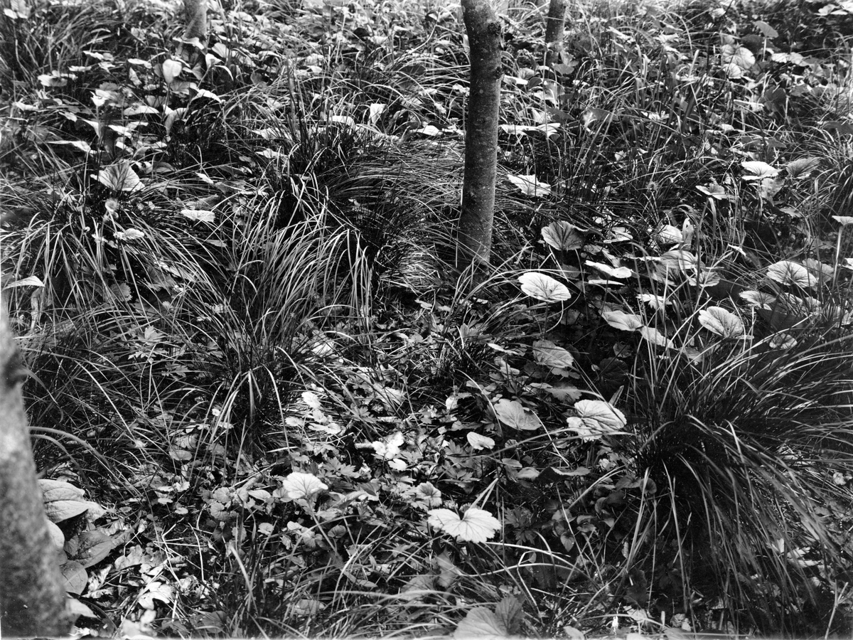 Bo  av  grönsångare  (Phylloscopus sibilatrix ) 9 juni 1910