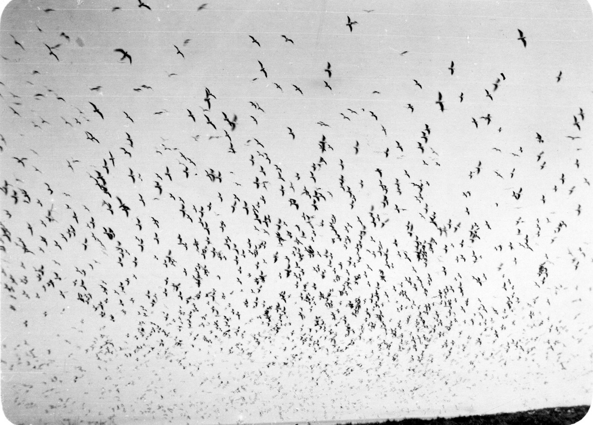 Fågelmoln bestående av Fiskmås (Larus canus) och Silvertärna (Sterna paradisaea) 25 Maj 1928