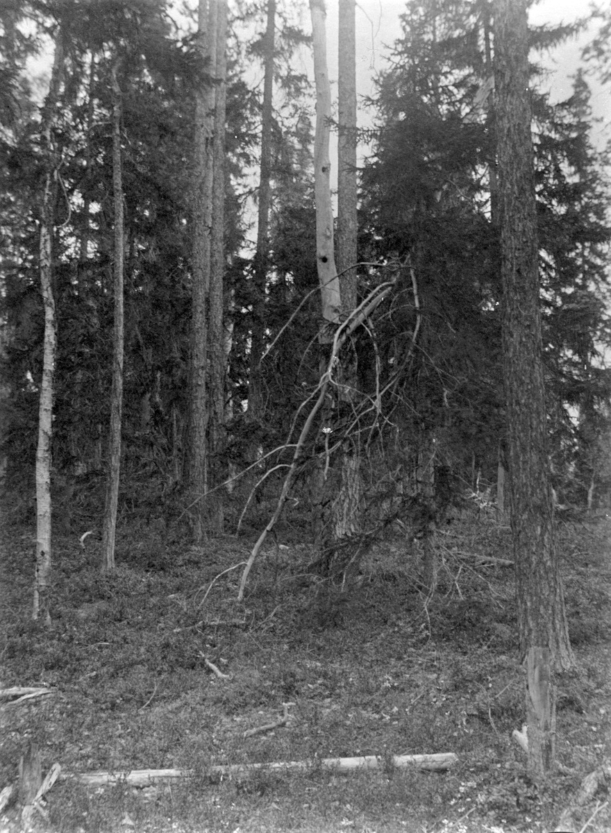 Biotop för Tretåad hackspett           (Piens tridaetylus) 17 Juni 1917