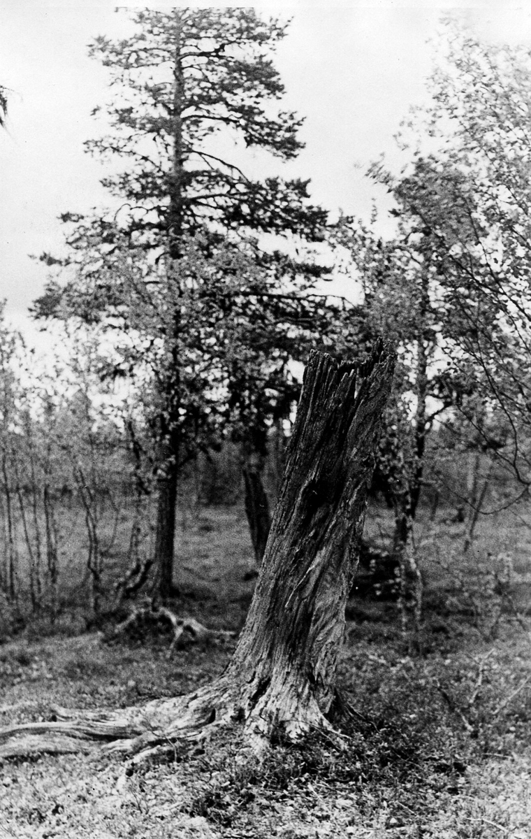 Stubbe innehållande gammalt salskrakebo. Väster om Svänjesjöarna, Arjeplog 20/6 1931,  P.O Swanberg