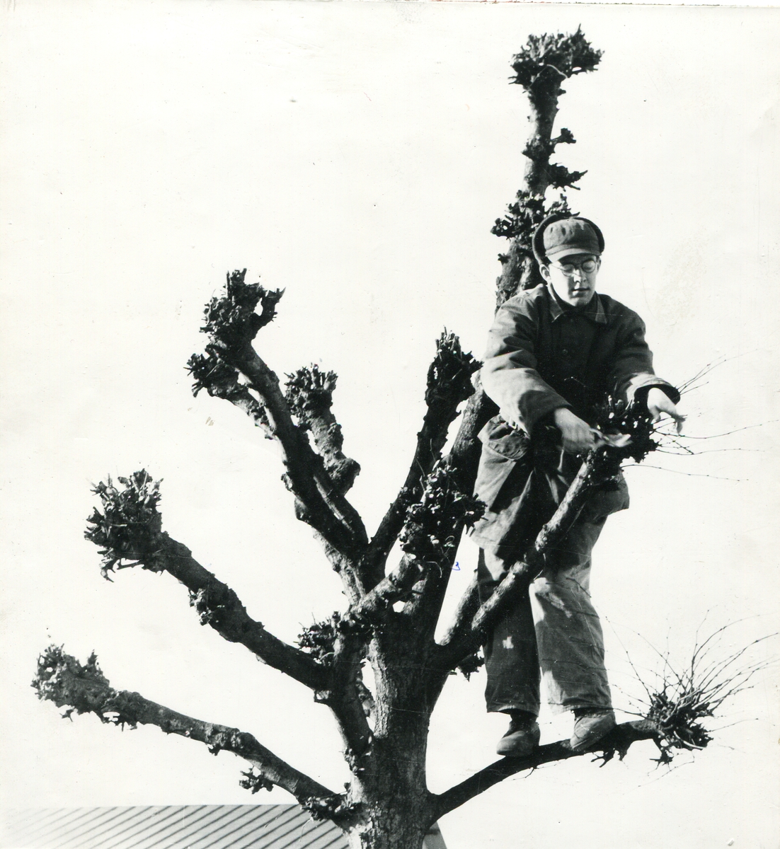 Skottsäker fotomodell.

1968

Auliar cronans träd (se del 1).

60 år senare - till glädje för många tusen under årens lopp.