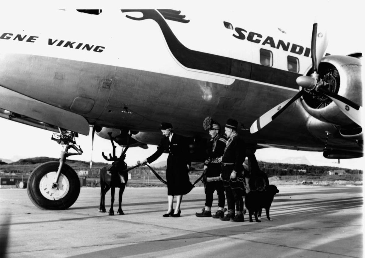 Lufthavn, 1 fly på bakken DC-6B, LN-LMF fra SAS. 2 samer med hund og rein ved flyet + flyvertinne.