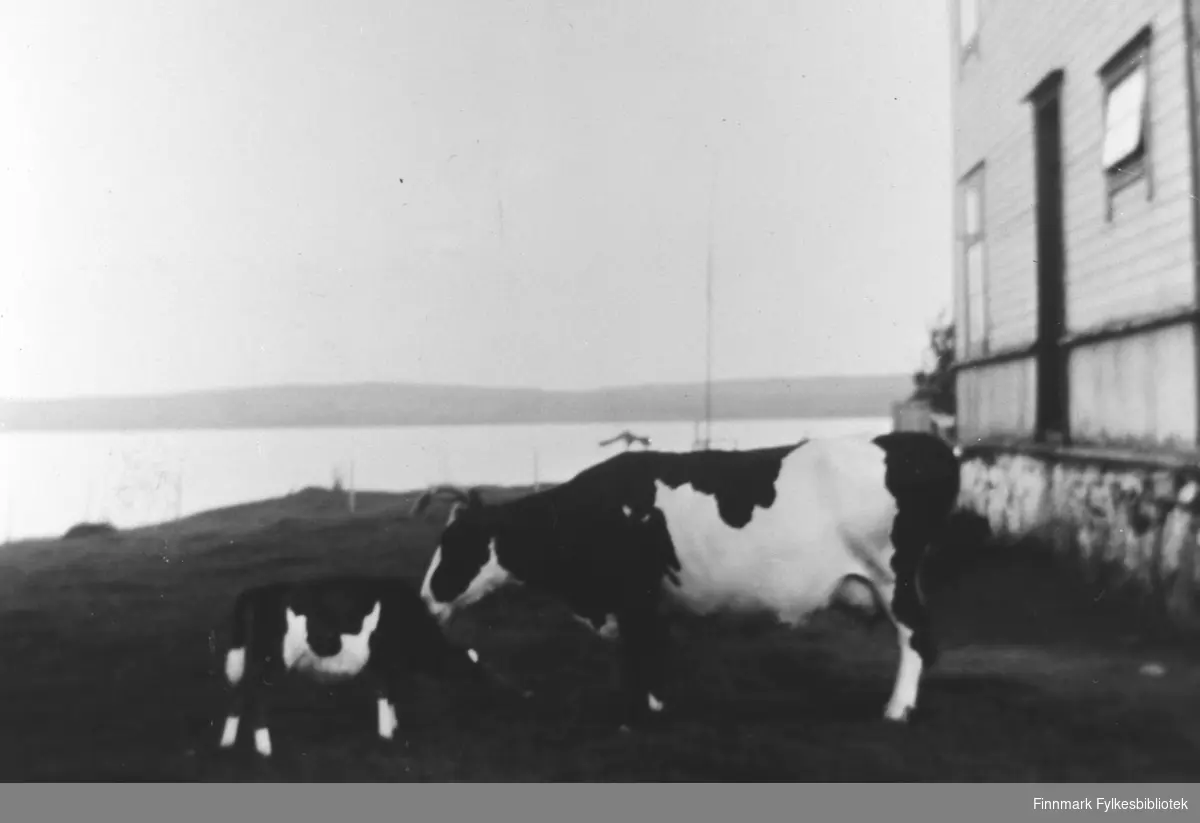 Kua 'Stjerna' med kalven sin utenfor Årnes i 1924. B 5526