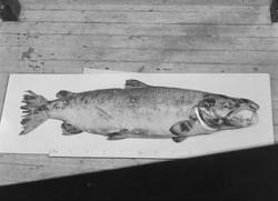 Stor laks fotografert for konservator Carl Dons