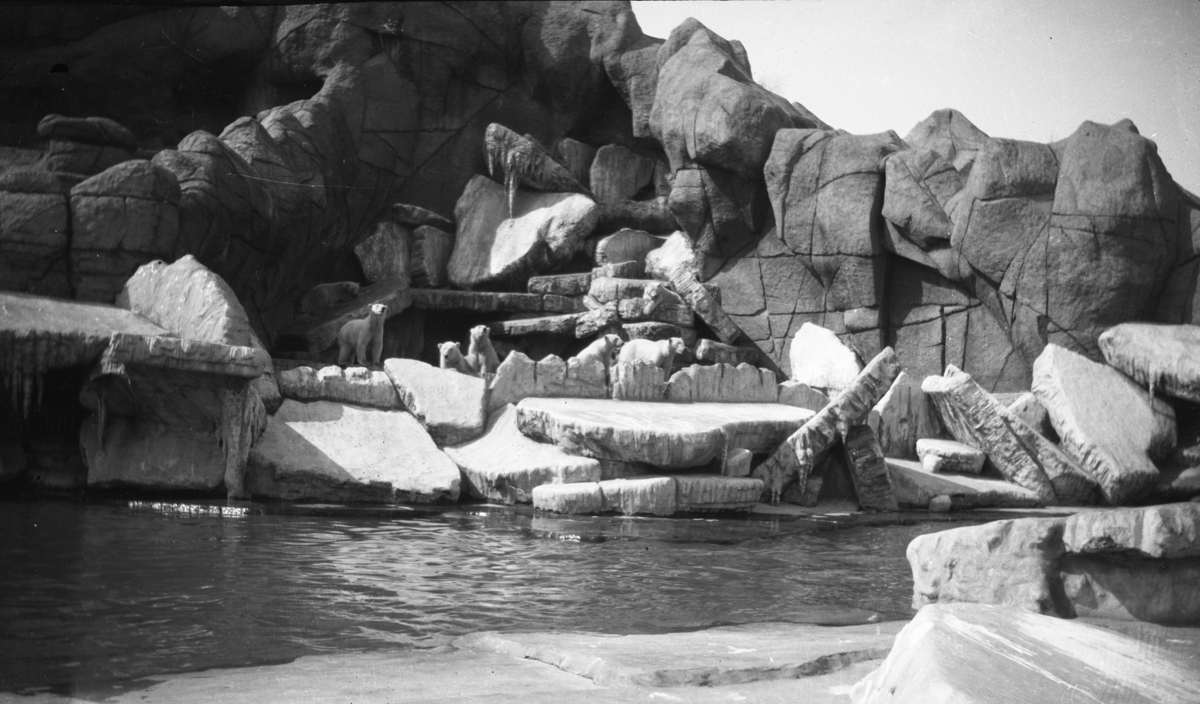 Feriebilde. På besøk i en dyrepark. Isbjørner fotografert

Fotoarkivet etter Gunnar Knudsen.